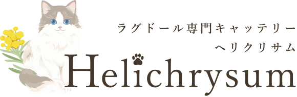 HELICHRYSUM