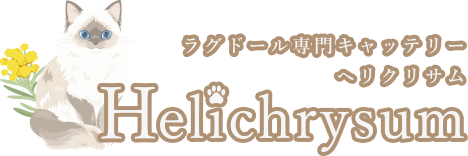 HELICHRYSUM