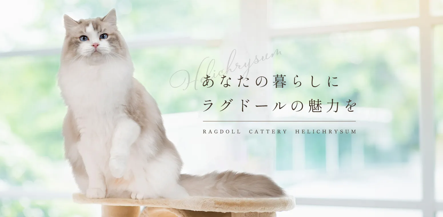 あなたの暮らしにラグドールの魅力を