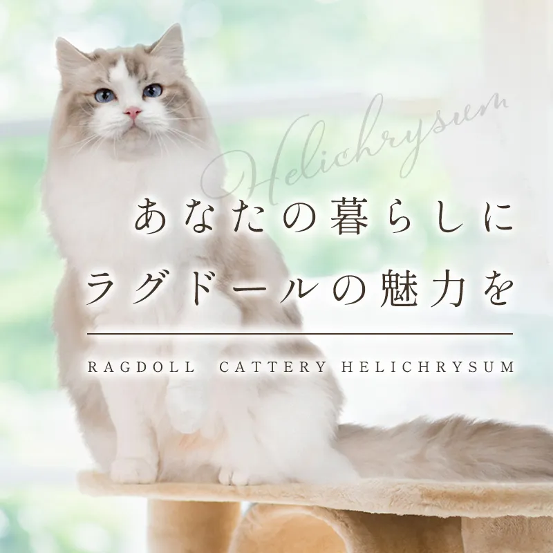 あなたの暮らしにラグドールの魅力を