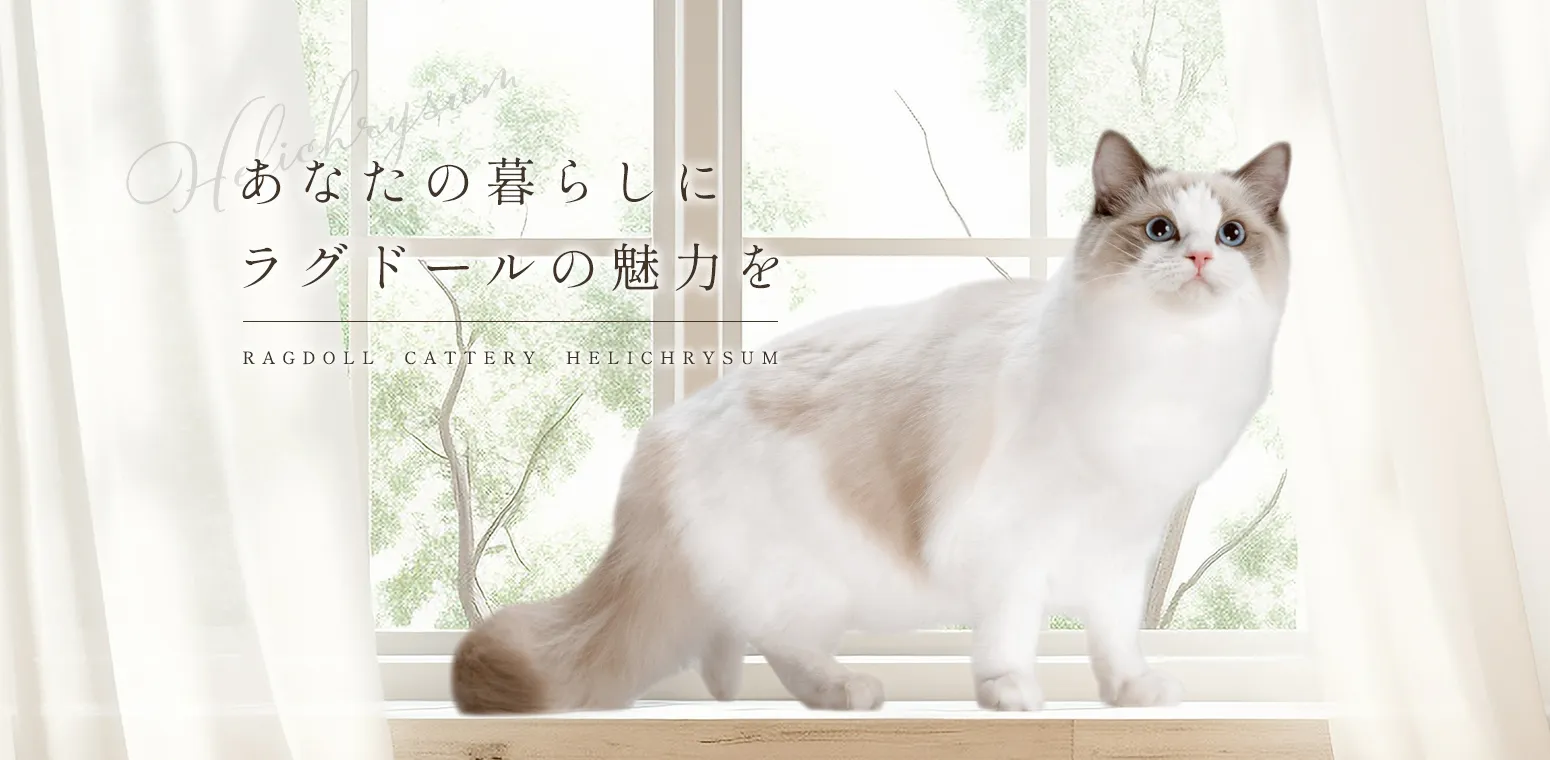 あなたの暮らしにラグドールの魅力を