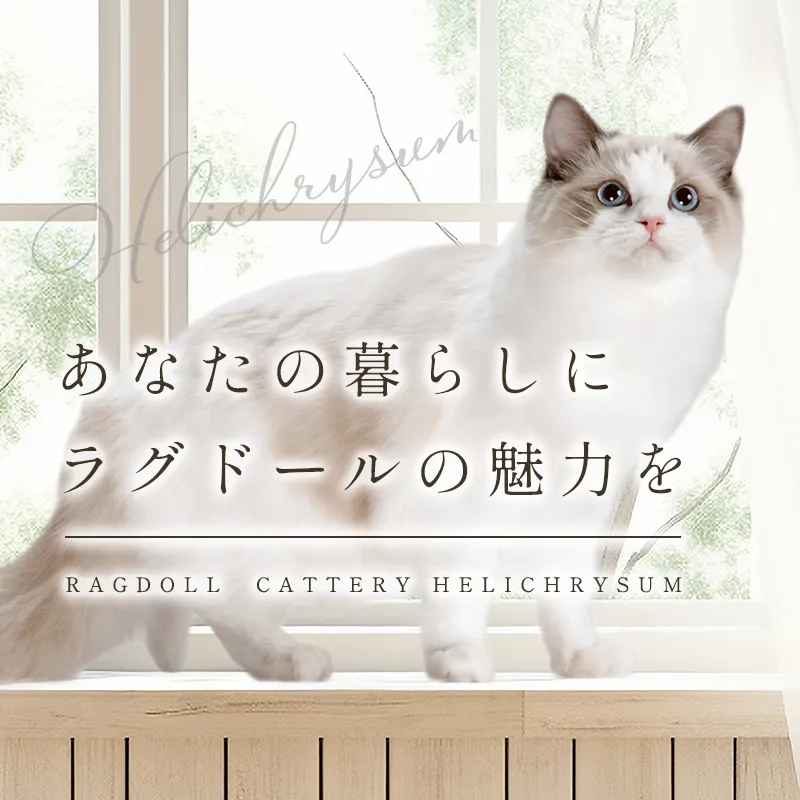 あなたの暮らしにラグドールの魅力を