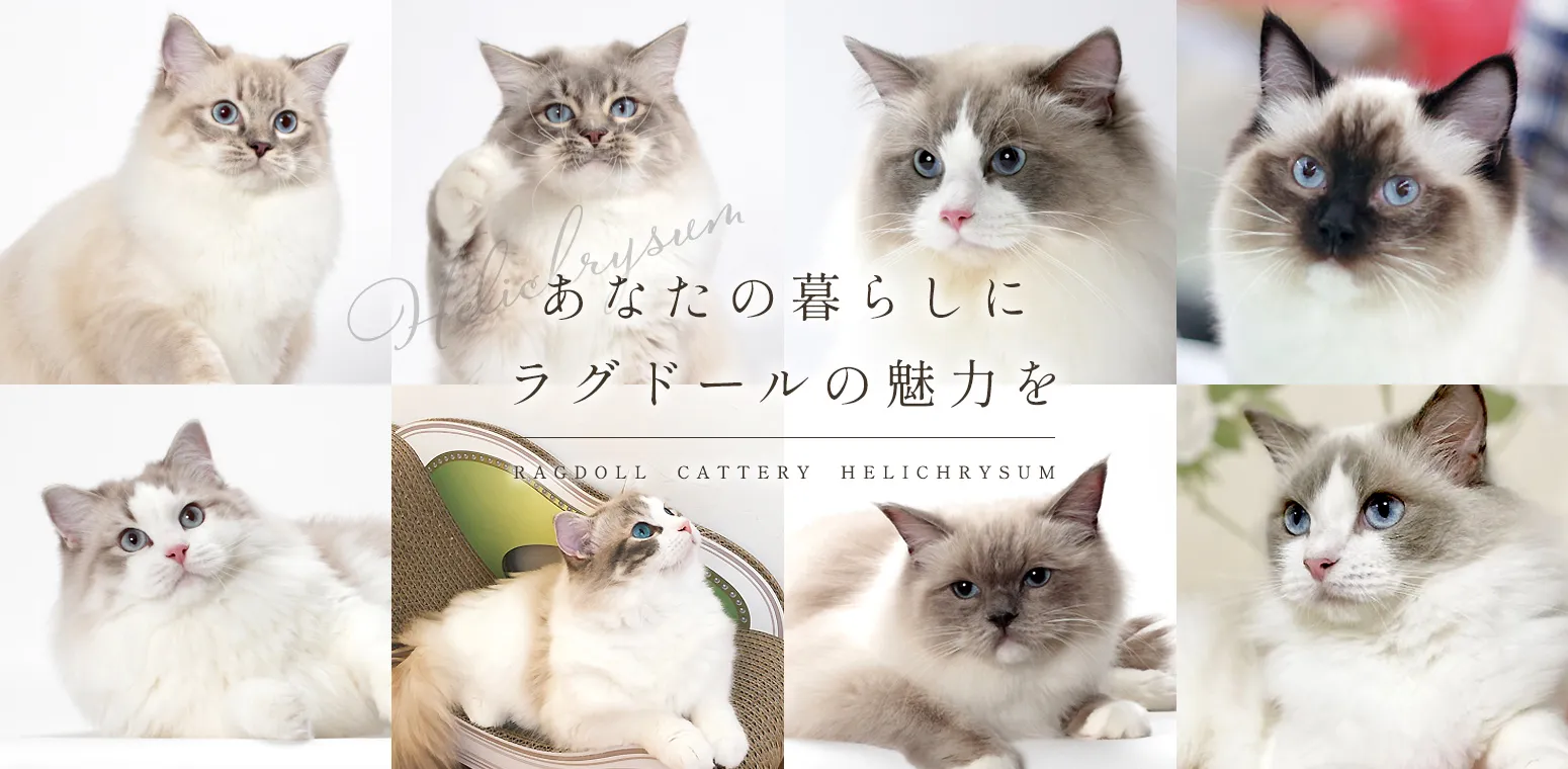 あなたの暮らしにラグドールの魅力を