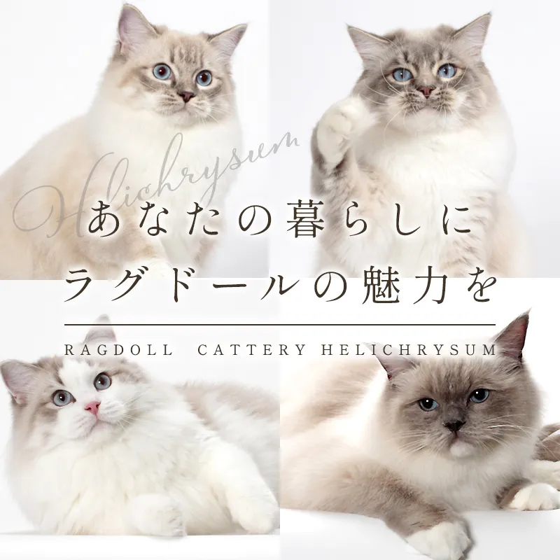 あなたの暮らしにラグドールの魅力を